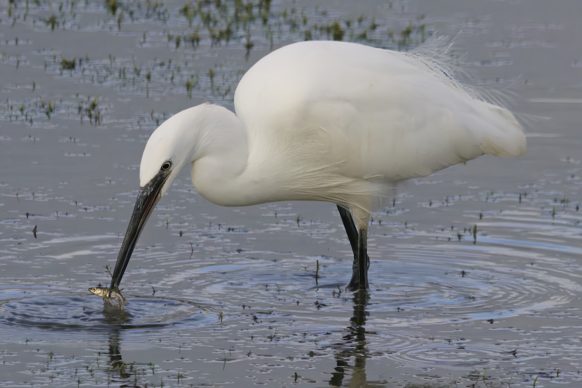 Little Egret - ML645155058