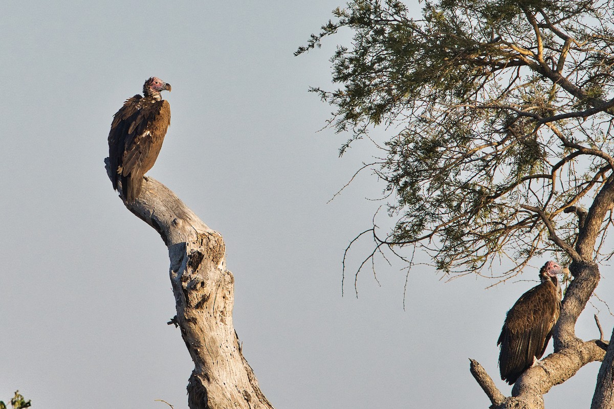 Lappet-faced Vulture - ML645155067