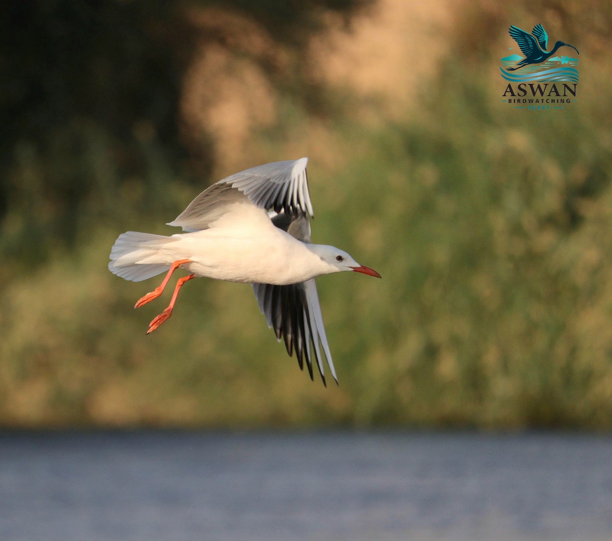 Slender-billed Gull - ML645155086