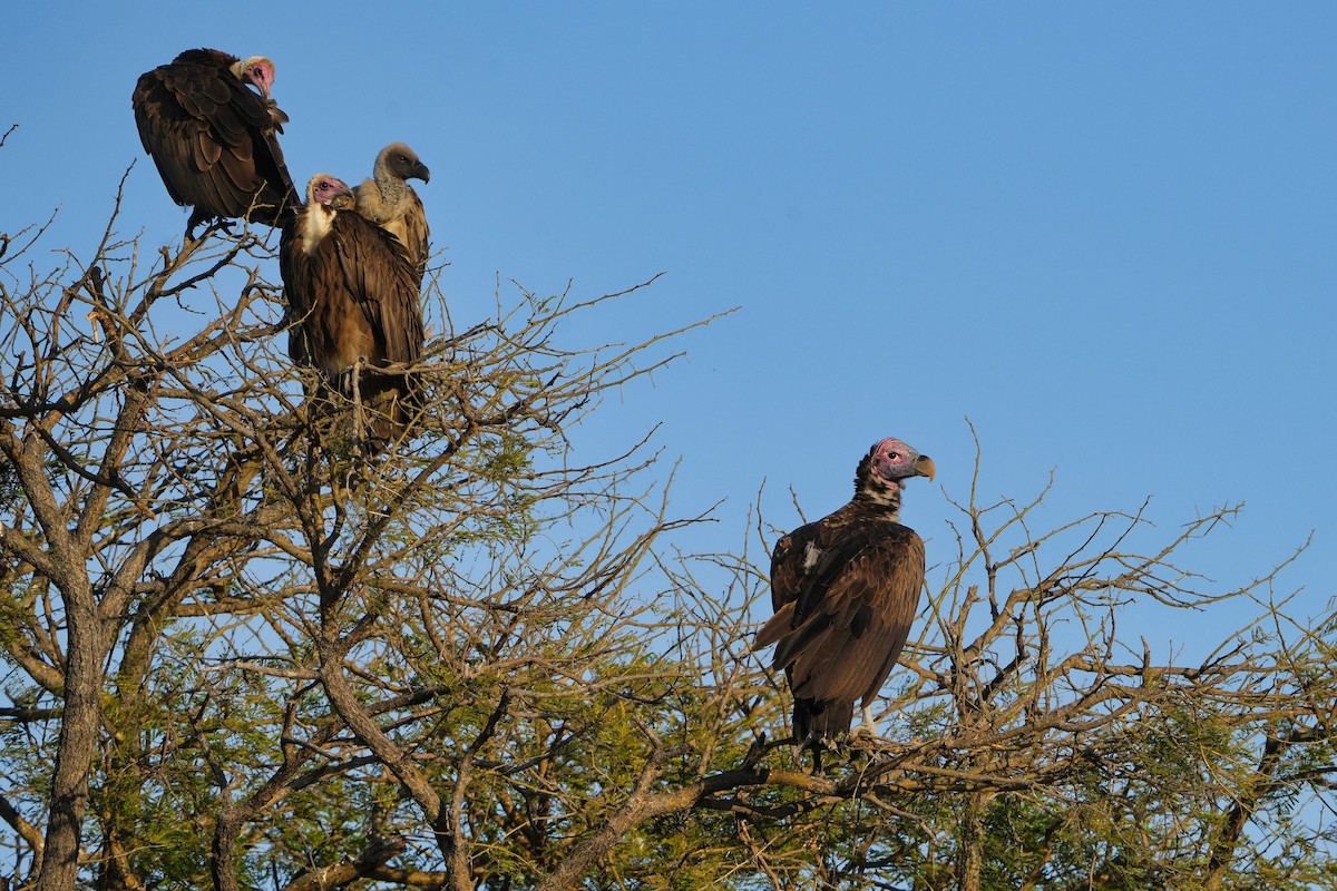 Lappet-faced Vulture - ML645155088