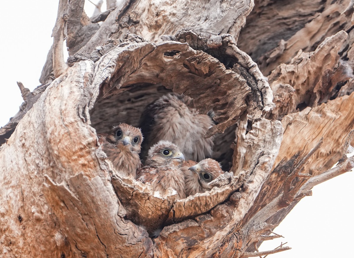 poštolka australská - ML645155089