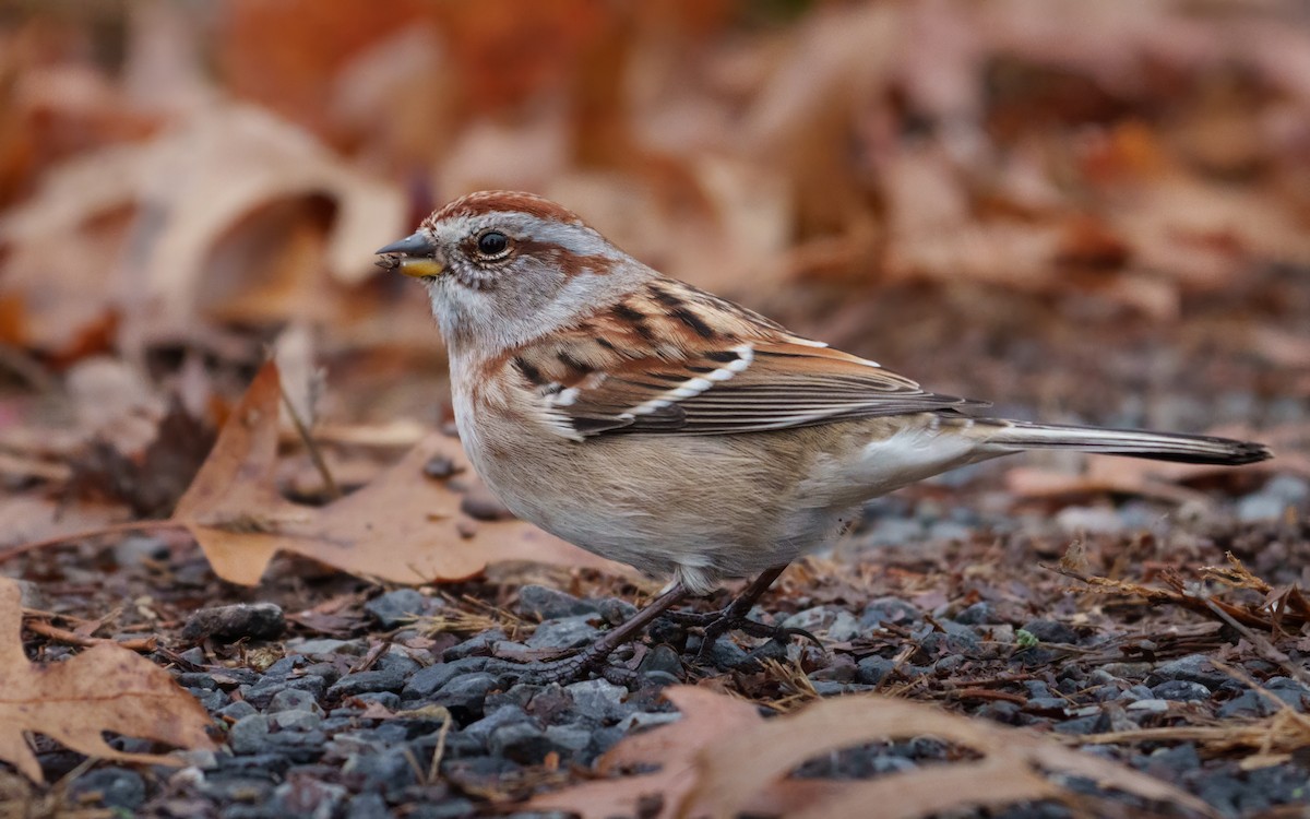 Пасовник північний - ML645155093