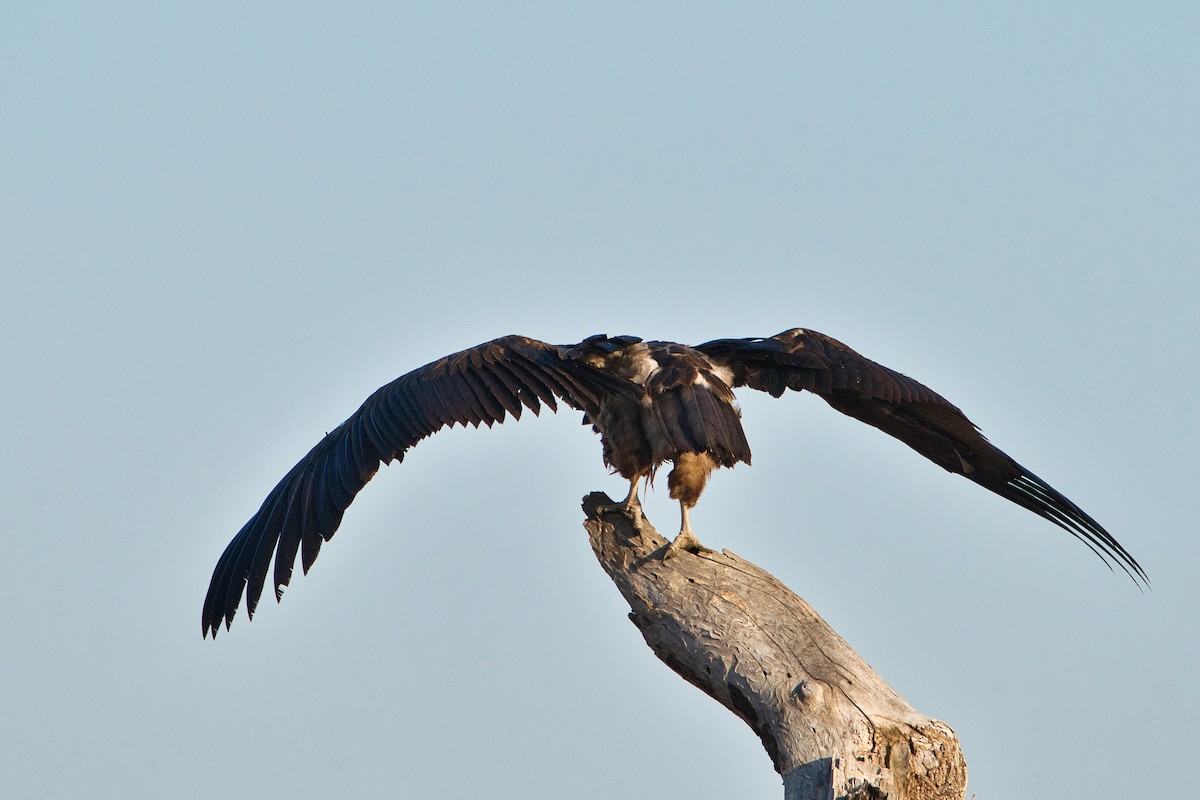 Lappet-faced Vulture - ML645155097