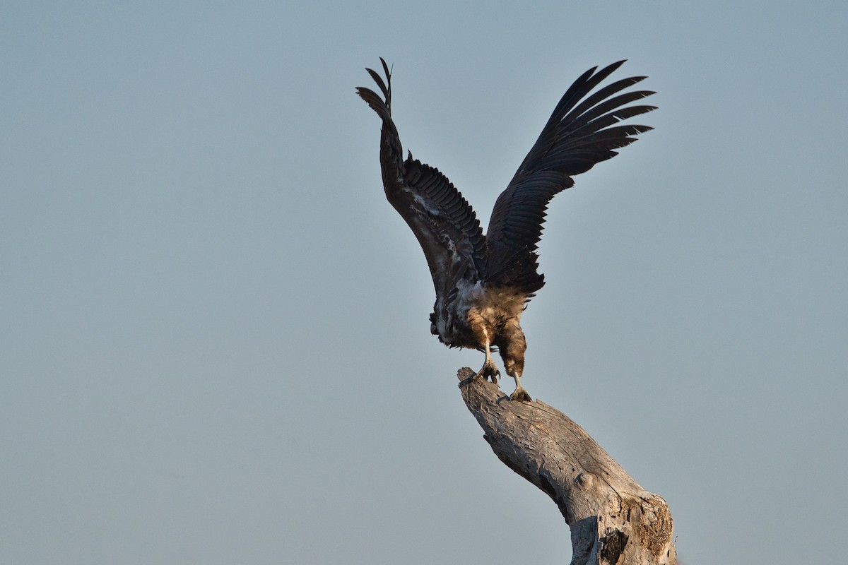 Lappet-faced Vulture - ML645155102