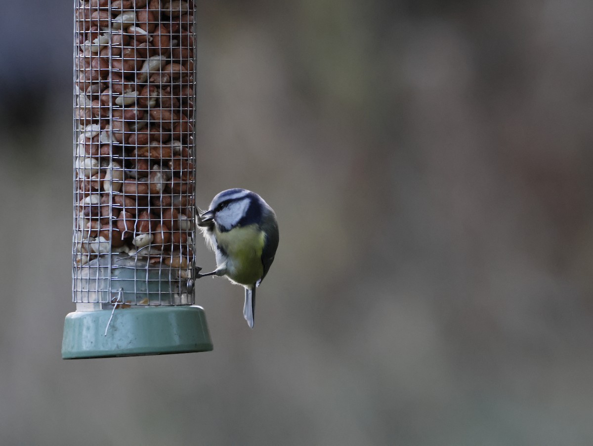 Eurasian Blue Tit - ML645155104
