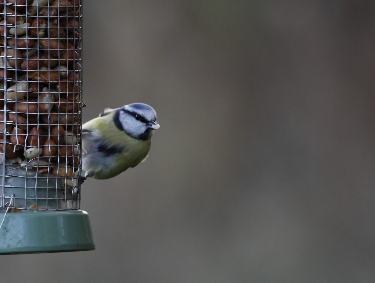 Eurasian Blue Tit - ML645155106