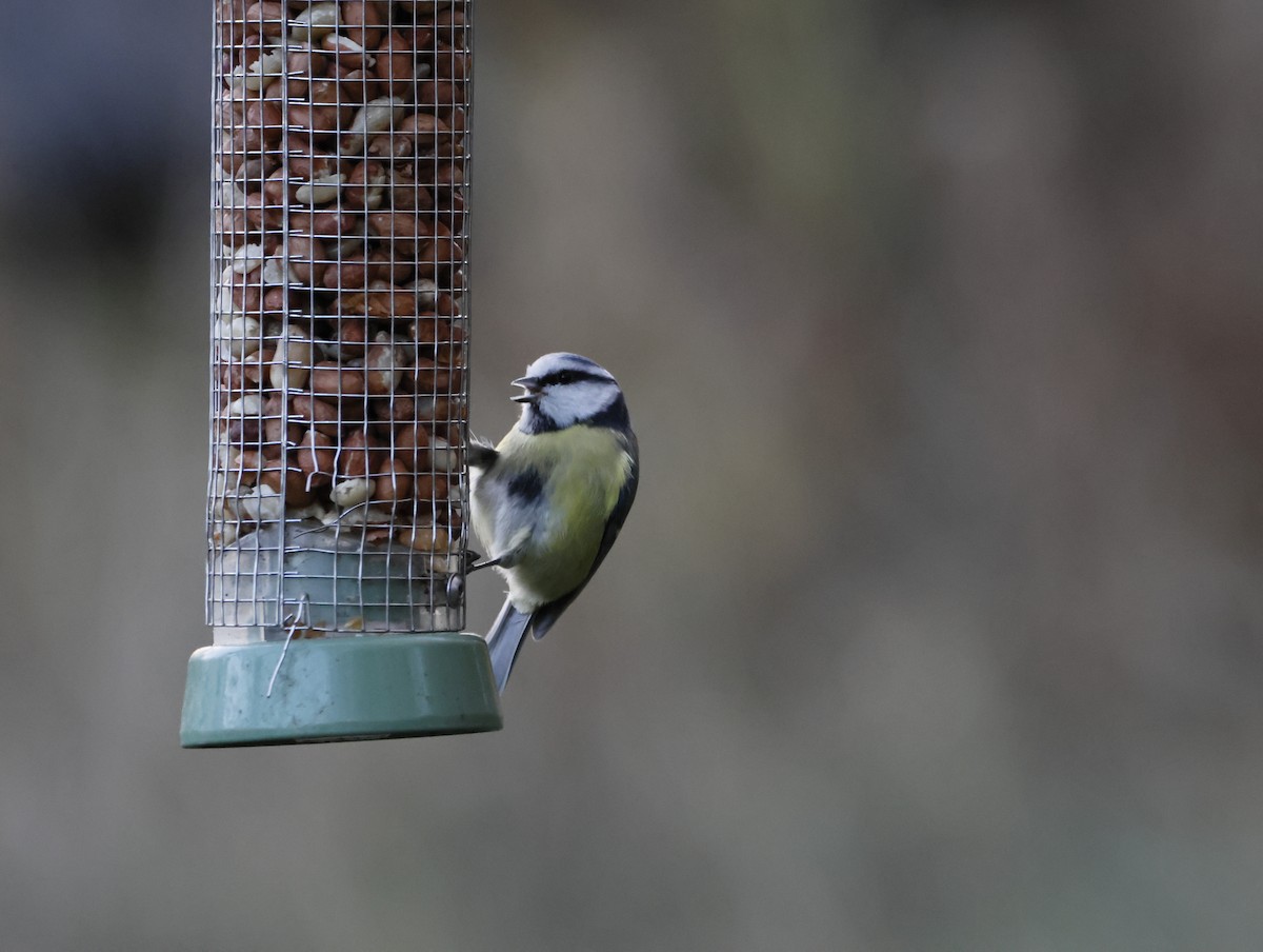 Eurasian Blue Tit - ML645155107