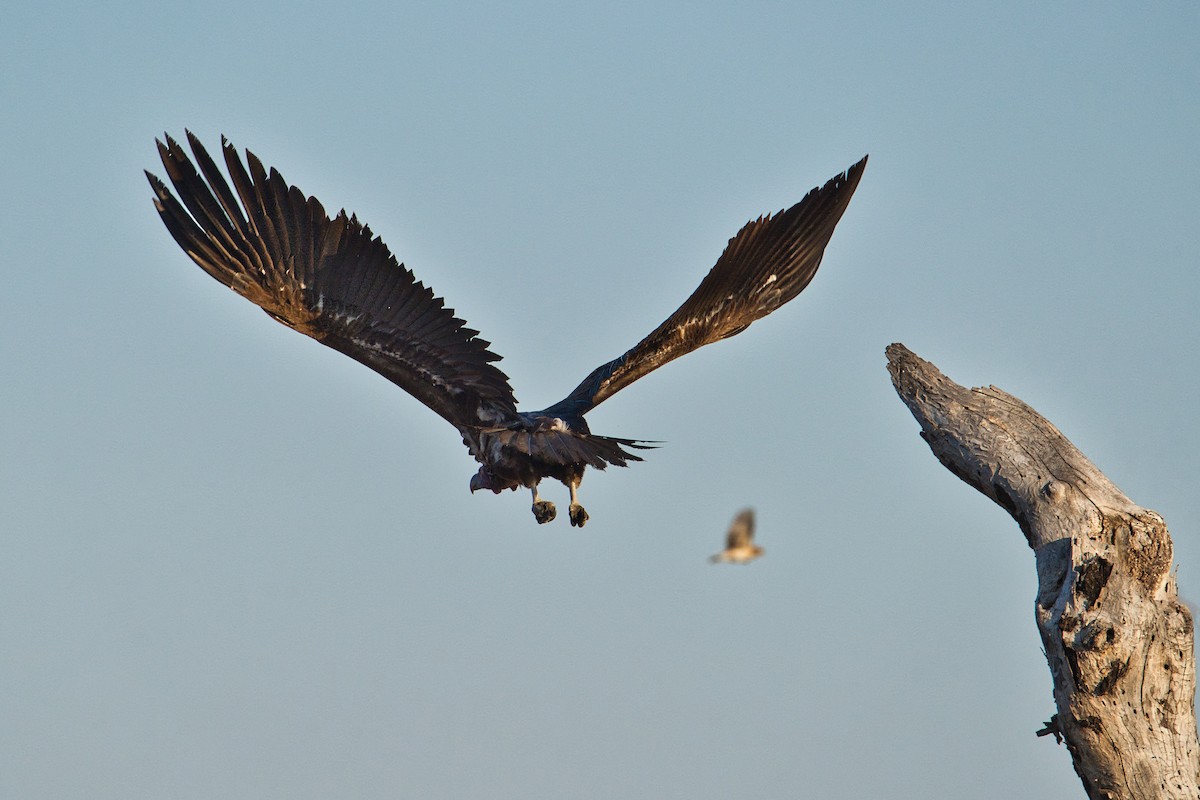 Lappet-faced Vulture - ML645155109
