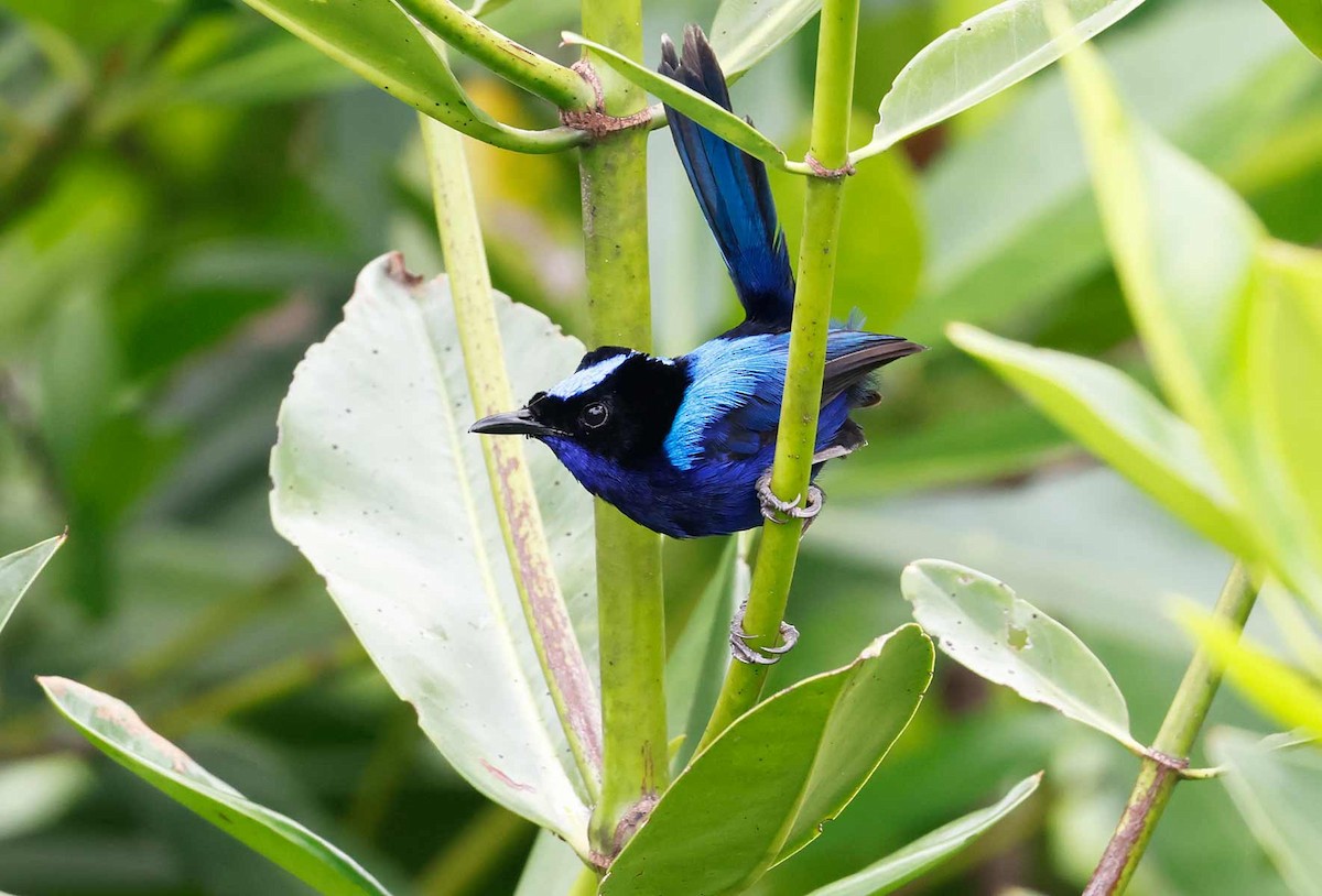 Emperor Fairywren - ML645155130
