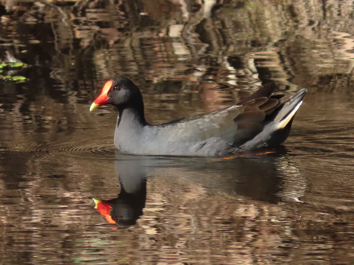 Dusky Moorhen - ML645155149