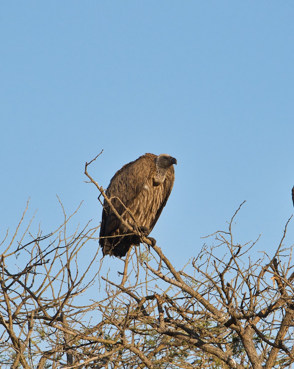 Ak Sırtlı Akbaba - ML645155150