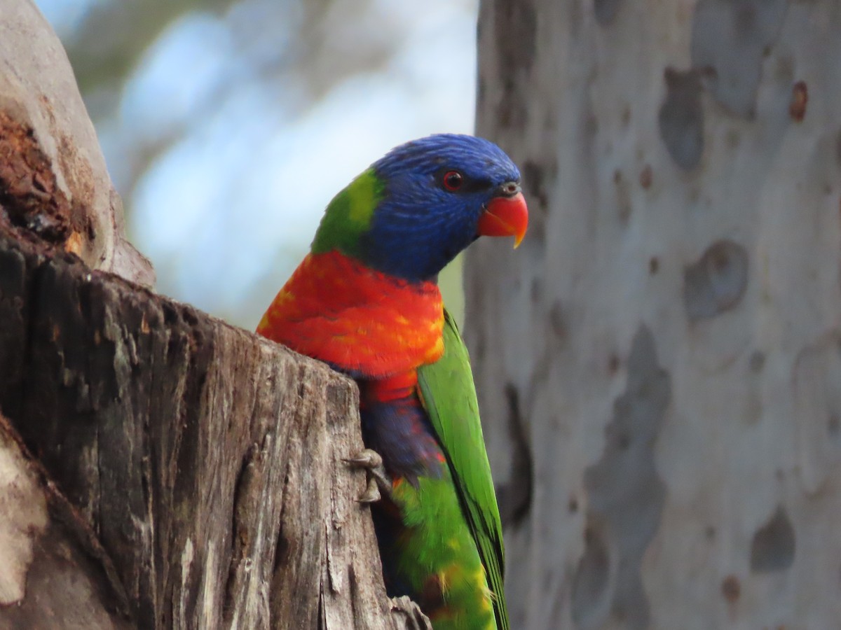 Rainbow Lorikeet - ML645155151