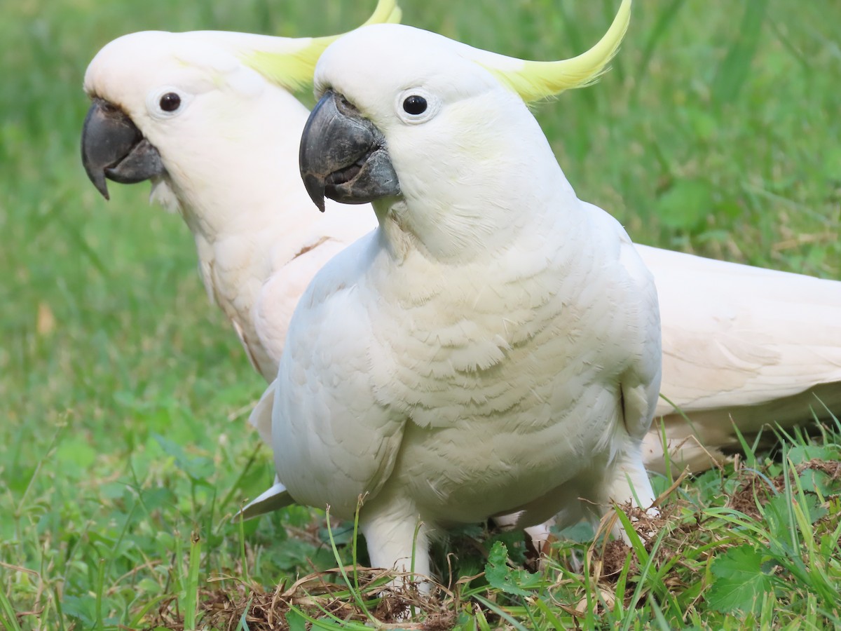 Sulphur-crested Cockatoo - ML645155156