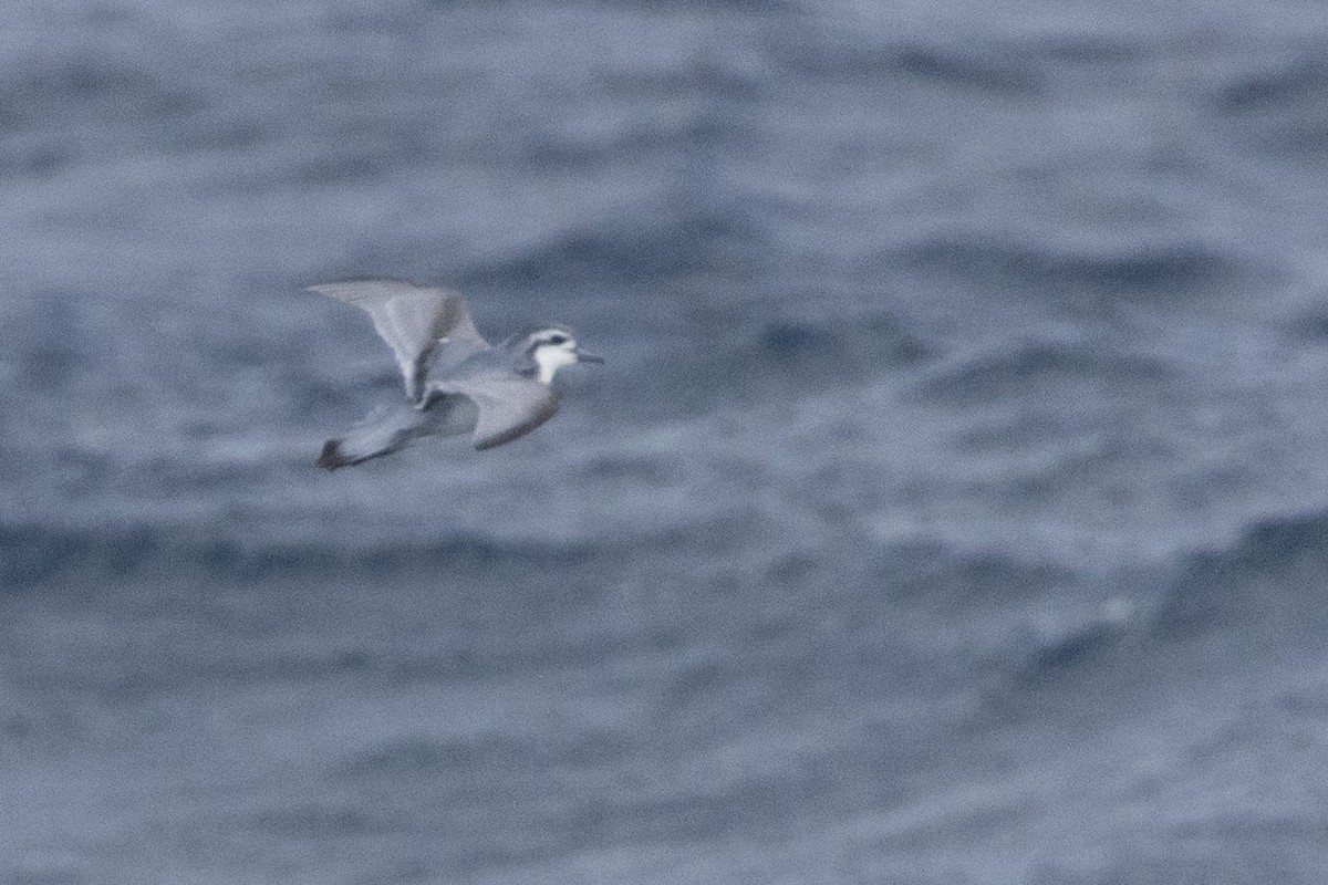 Antarctic Prion - ML645155161