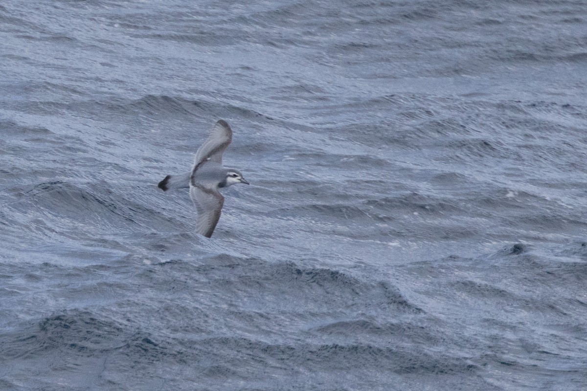 Antarctic Prion - ML645155162