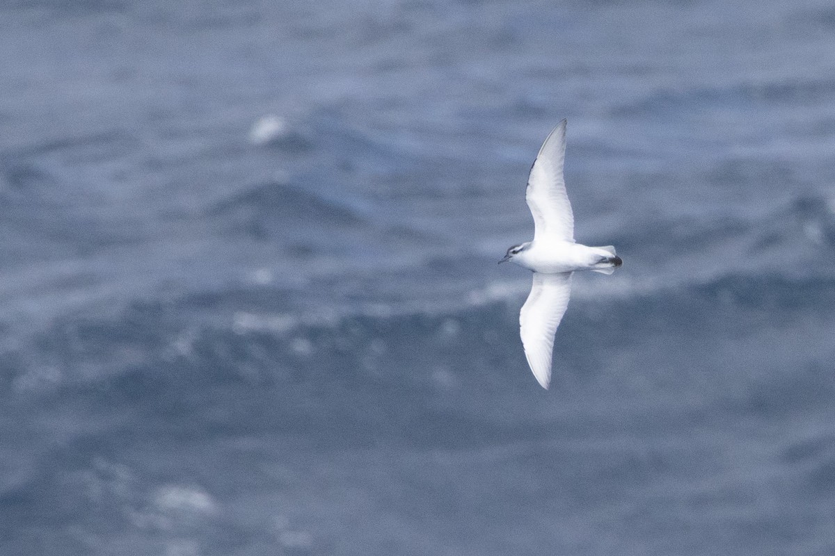Antarctic Prion - ML645155163