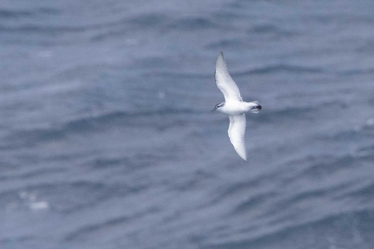 Antarctic Prion - ML645155164