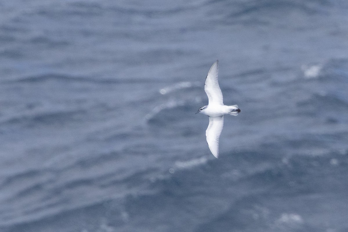 Antarctic Prion - ML645155165