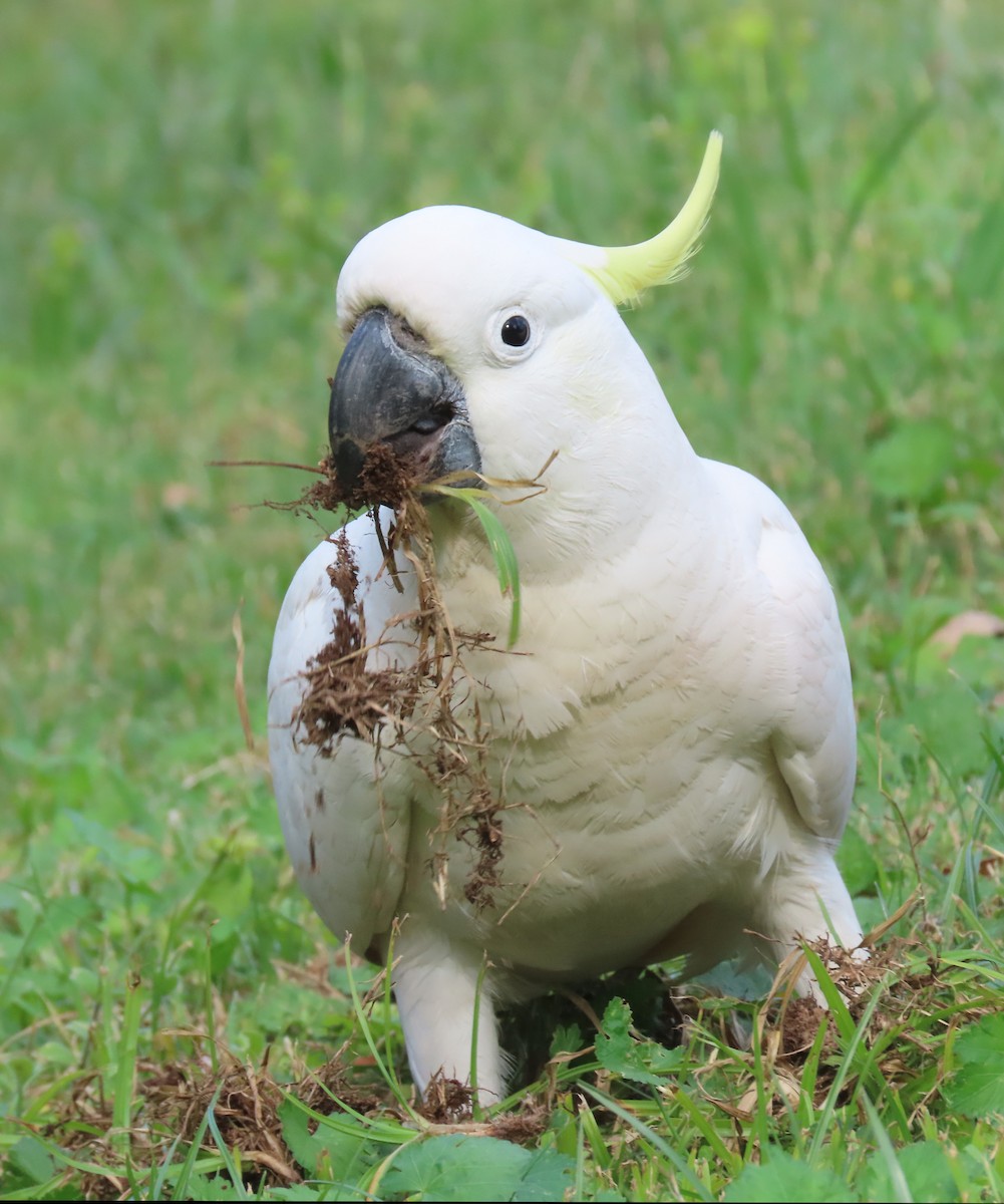 Sulphur-crested Cockatoo - ML645155166