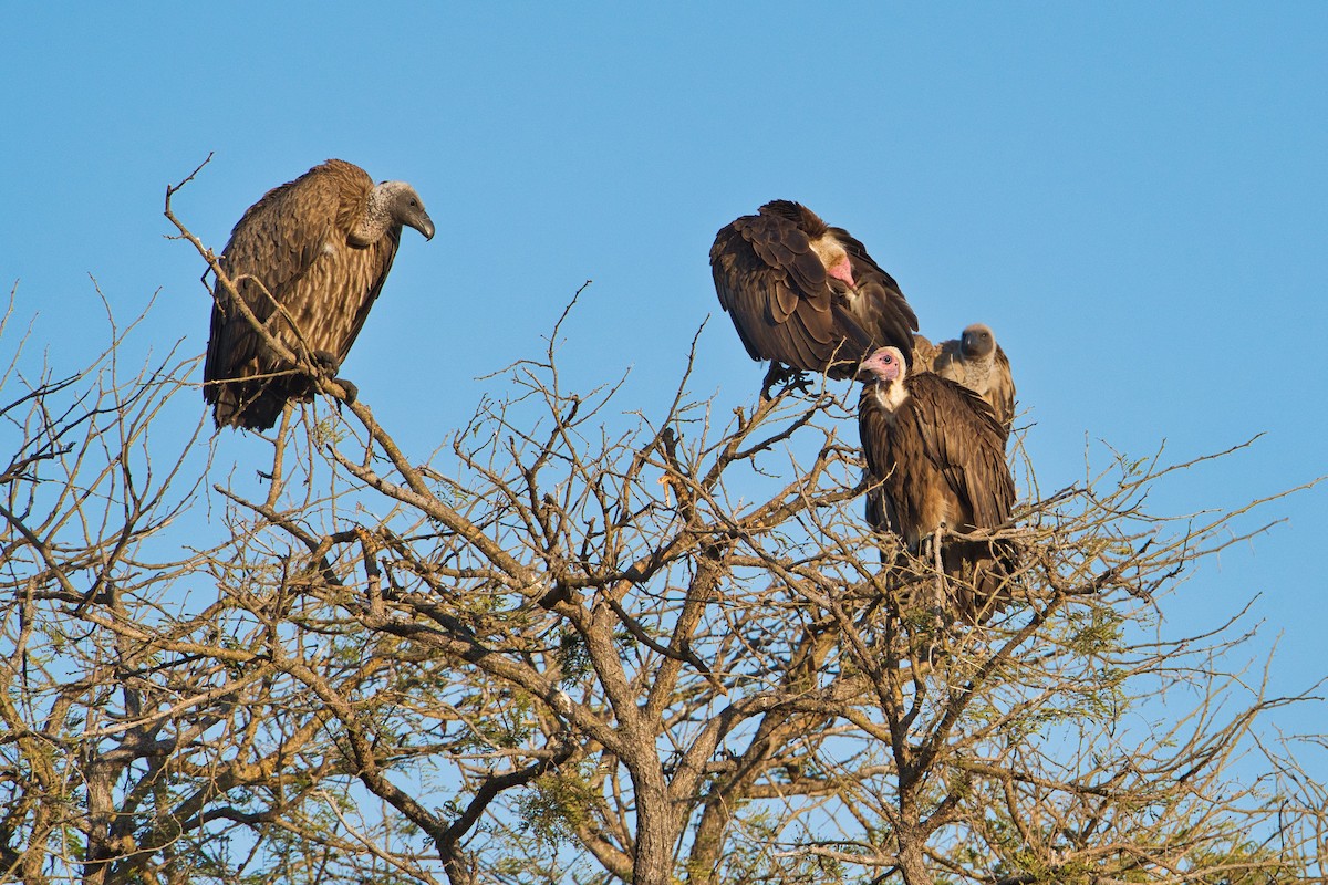 Ak Sırtlı Akbaba - ML645155168