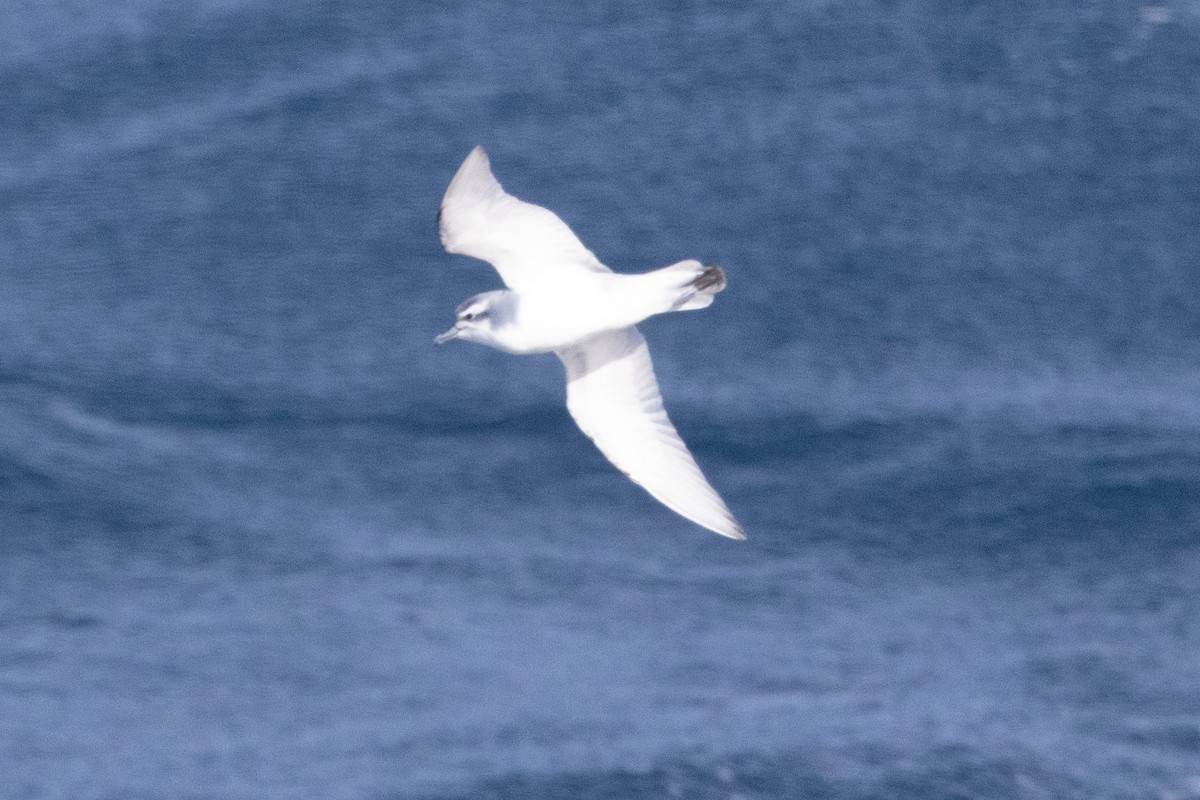 Antarctic Prion - ML645155174