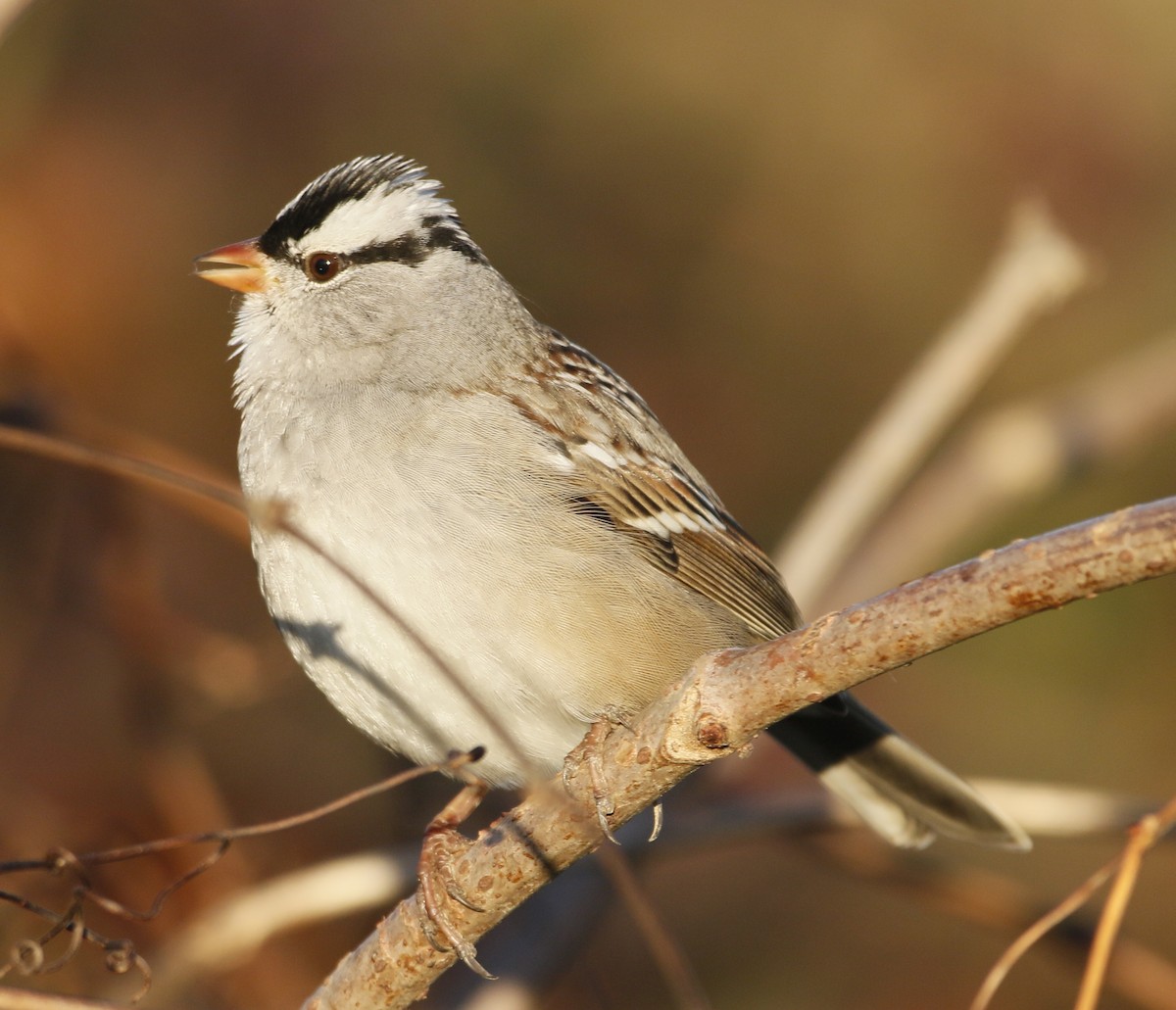 Белобровая овсянка - ML645155175