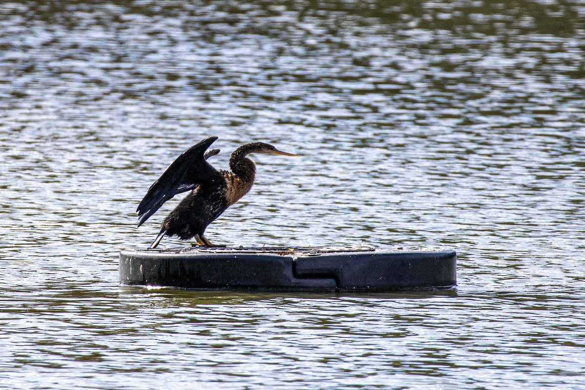 Anhinga - ML645155176