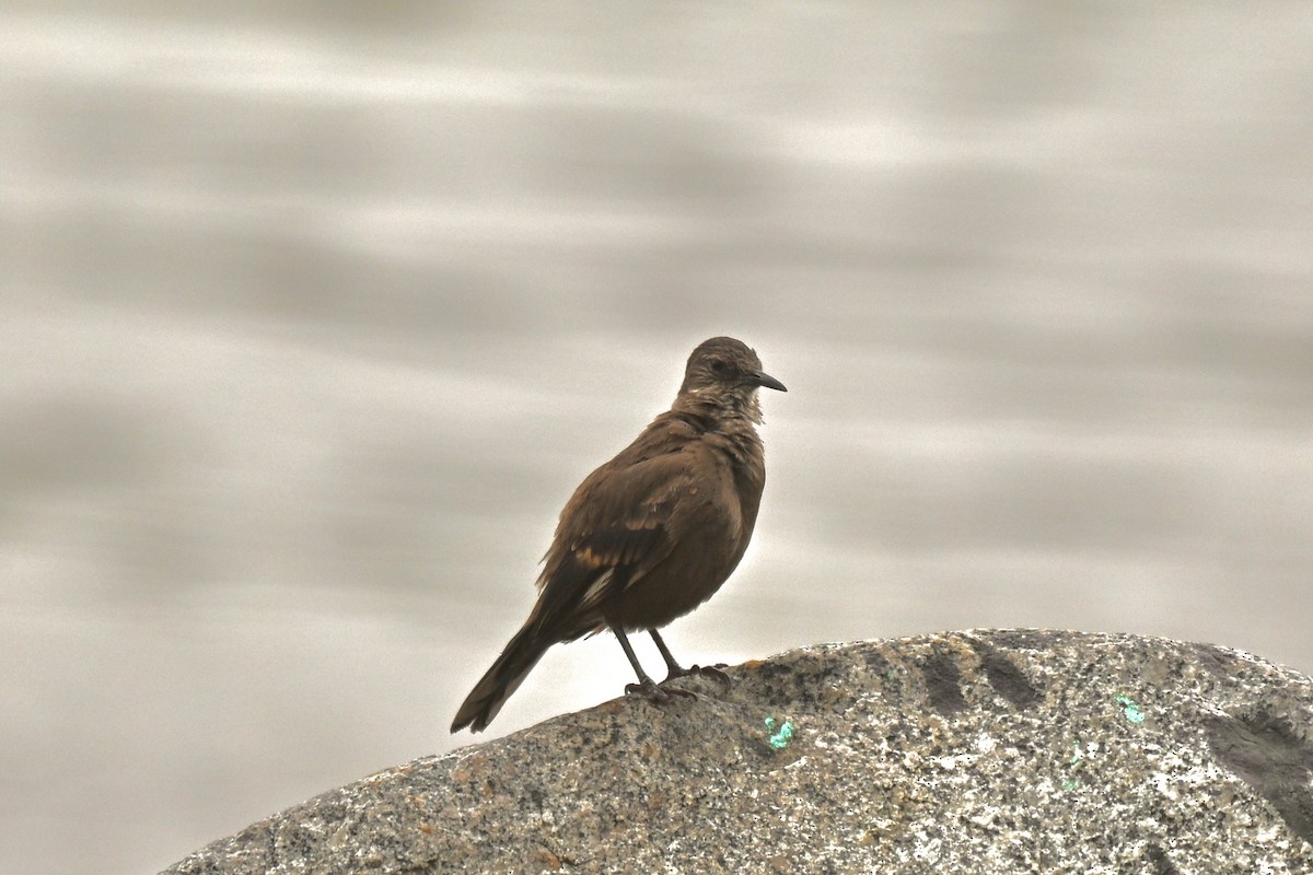 Береговая трясохвостка - ML645155178