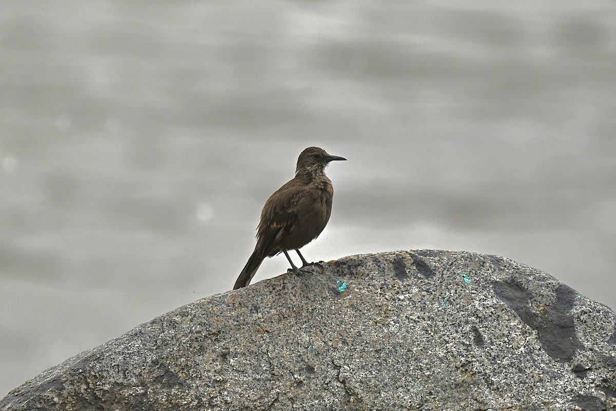 Береговая трясохвостка - ML645155179