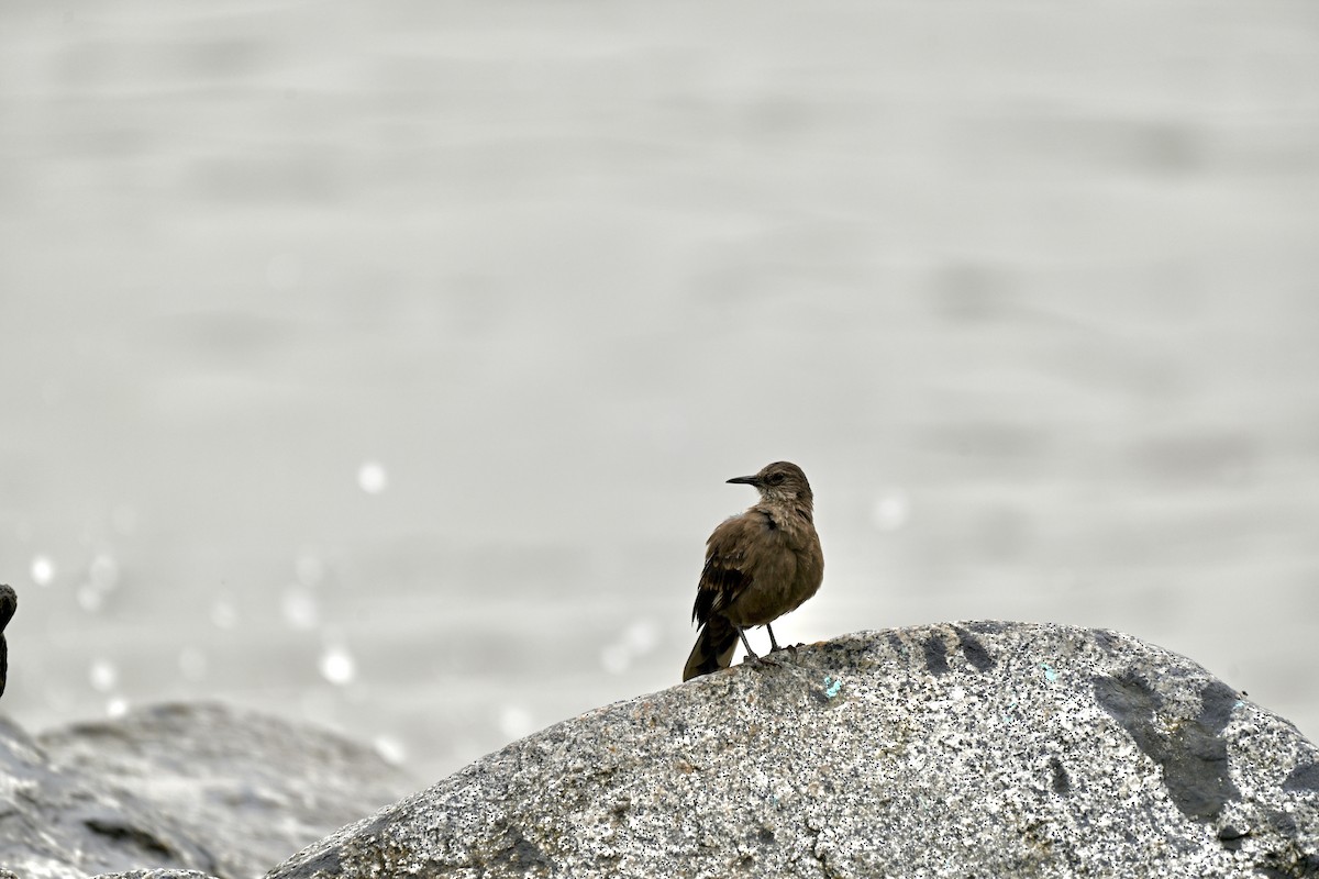 Береговая трясохвостка - ML645155180