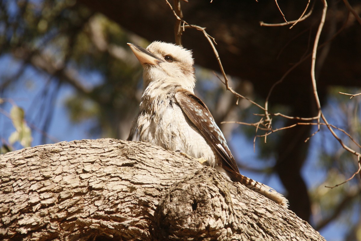 ledňák obrovský - ML645155181