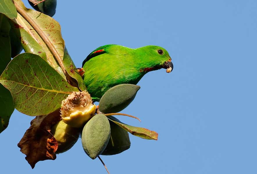 Sulawesi Hanging-Parrot - ML645155182