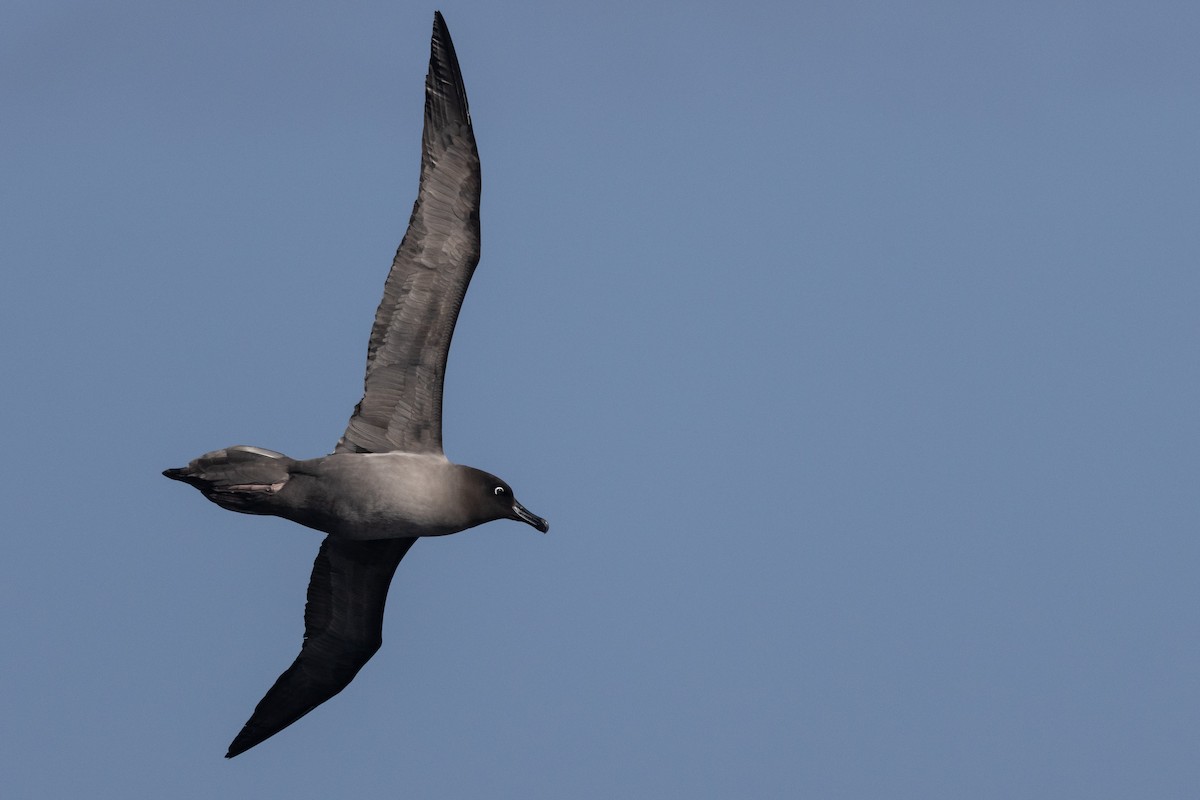 Albatros hauskara - ML645155183