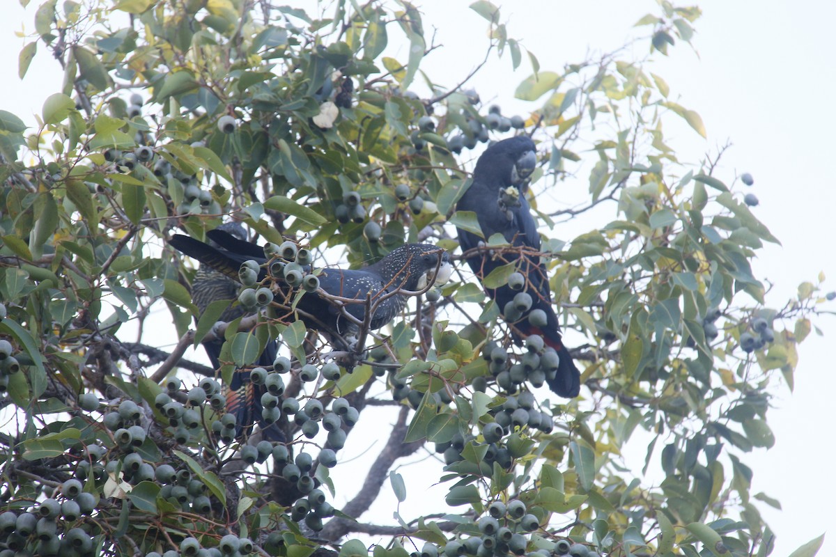 kakadu havraní - ML645155186