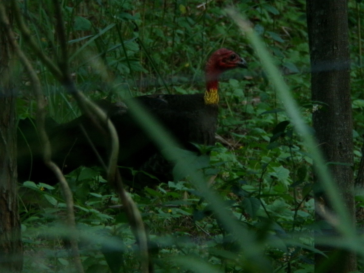 Australian Brushturkey - ML645155187