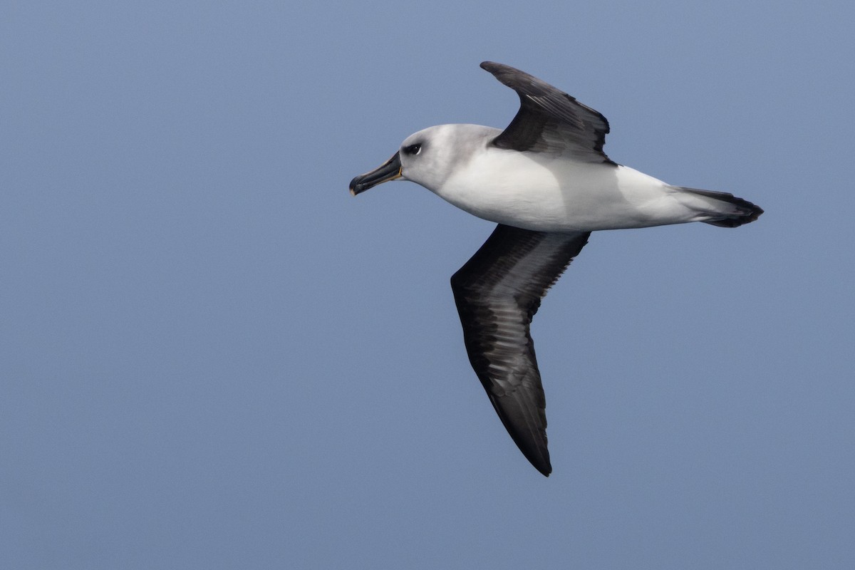 Boz Başlı Albatros - ML645155188