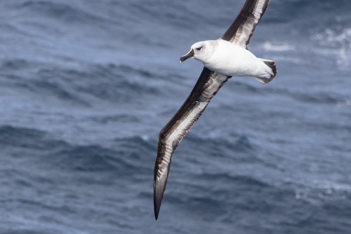 Boz Başlı Albatros - ML645155189