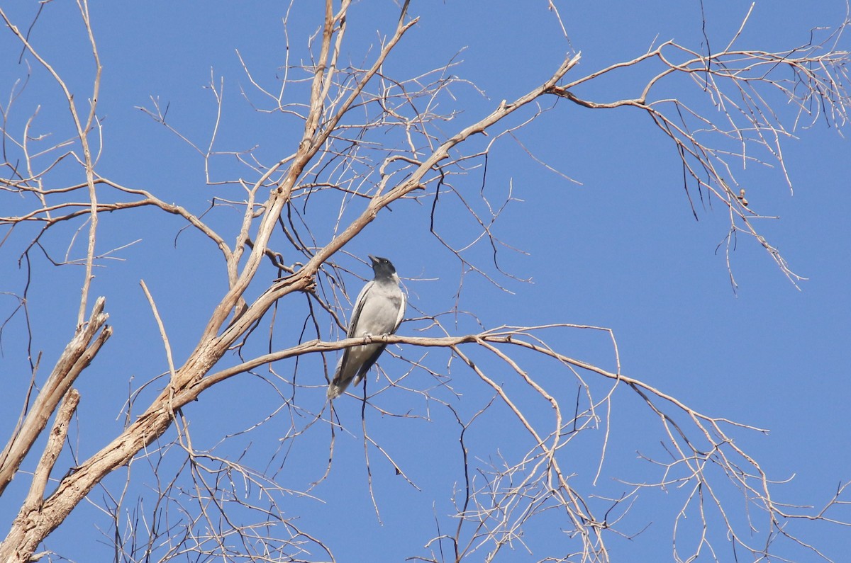 Black-faced Cuckooshrike - ML645155191