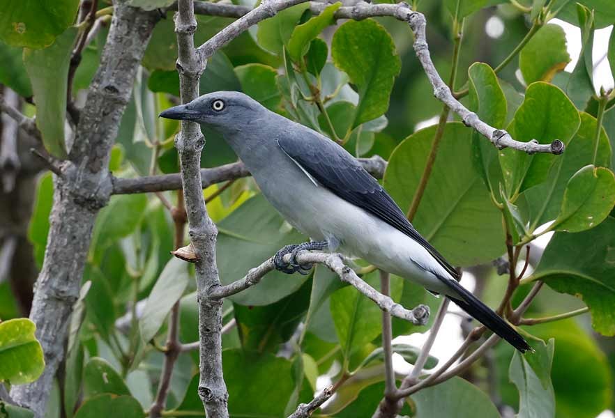 Шикачик білогузий - ML645155192