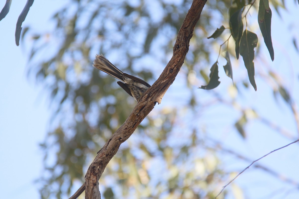 Gray Fantail - ML645155195