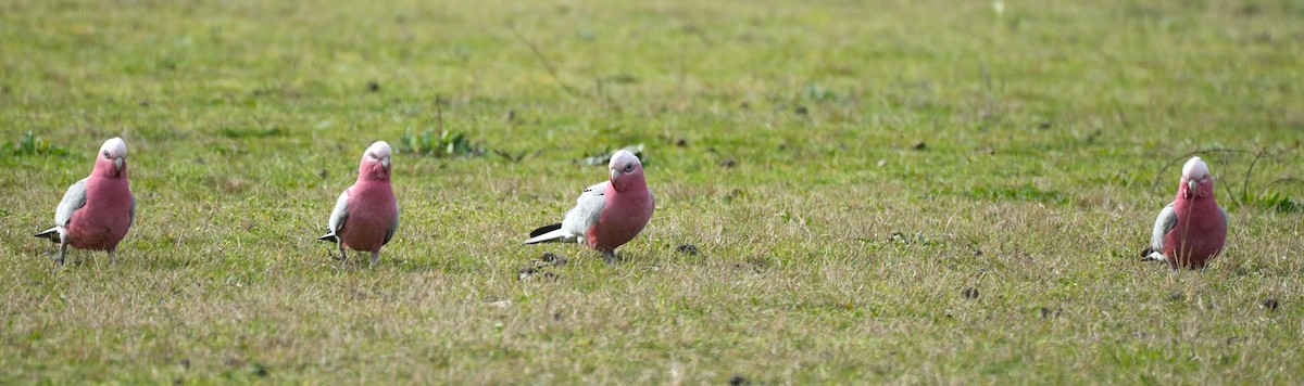 Galah - ML645155202
