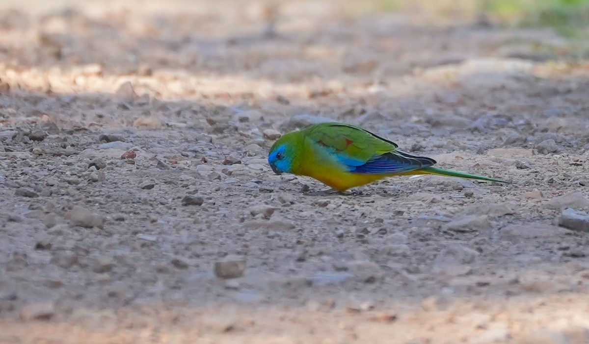 Turquoise Parrot - ML645155205