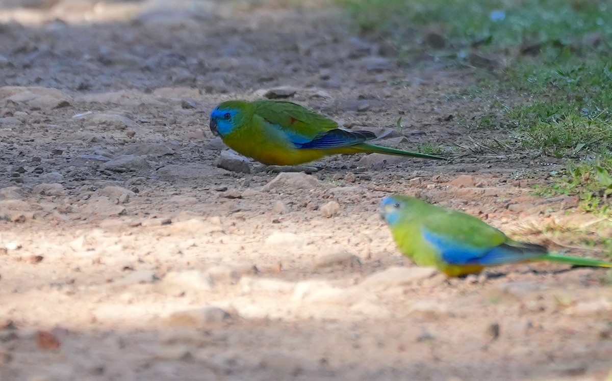 Turquoise Parrot - ML645155206