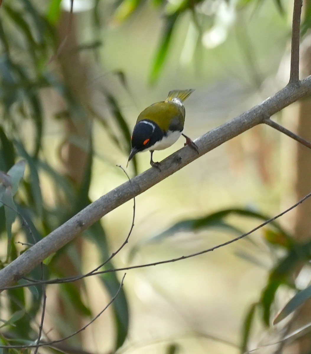 White-naped Honeyeater - ML645155209