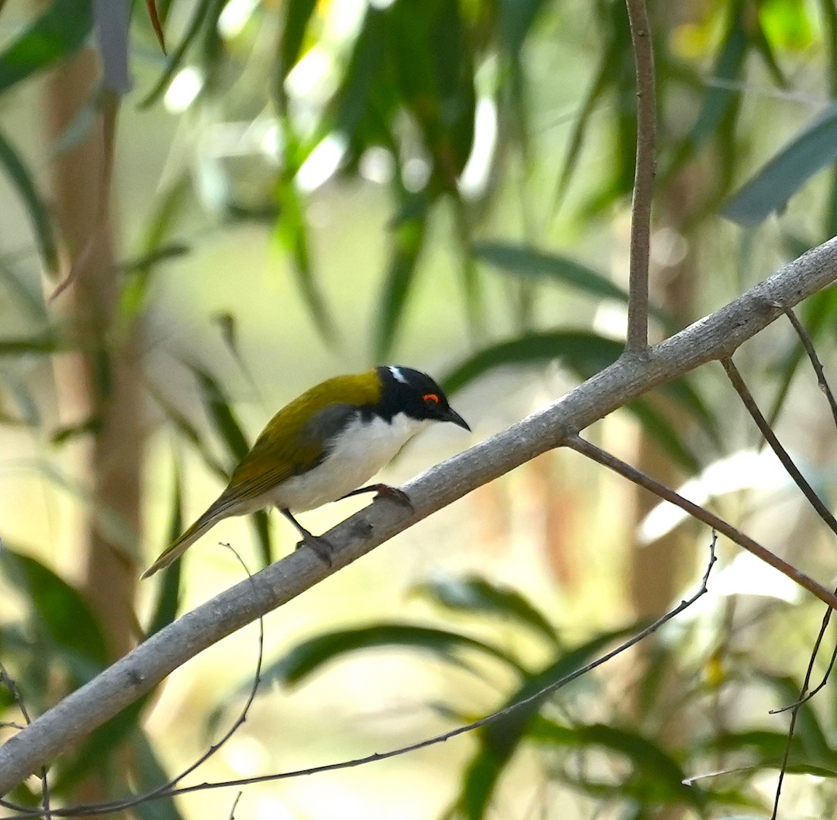 White-naped Honeyeater - ML645155210