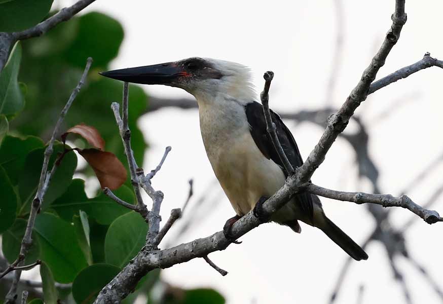 Great-billed Kingfisher - ML645155211