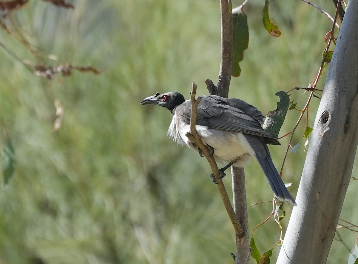 Noisy Friarbird - ML645155212