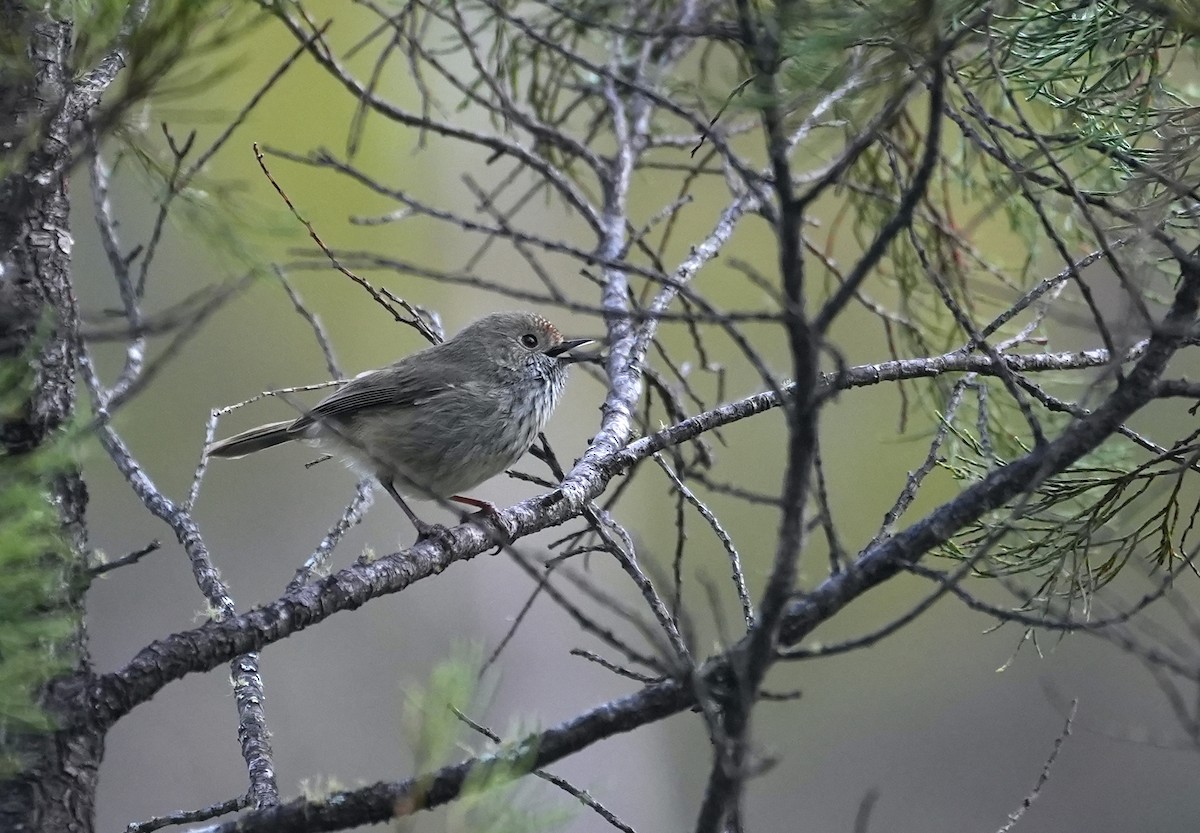 Brown Thornbill - ML645155214