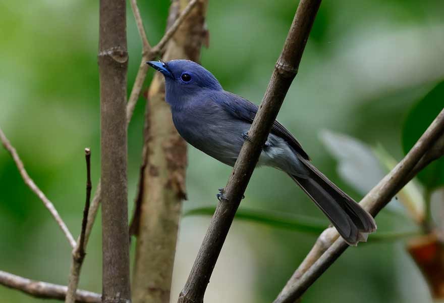 Pale-blue Monarch - ML645155215