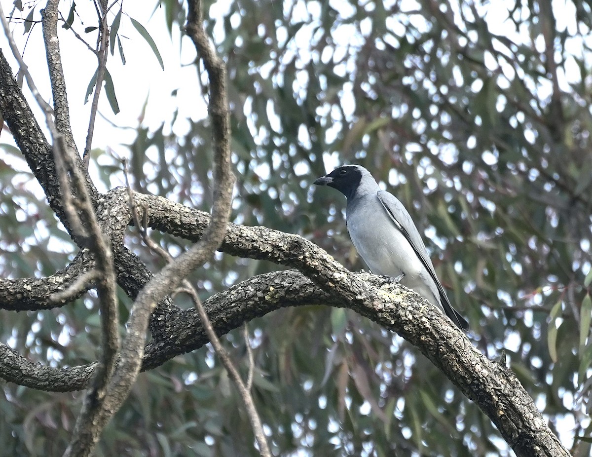 Black-faced Cuckooshrike - ML645155216